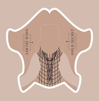 Gold Secret Sjablonen